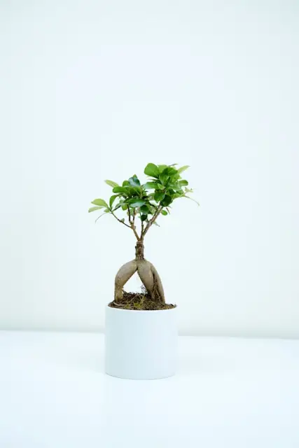 Plante Artificielle Décorative
